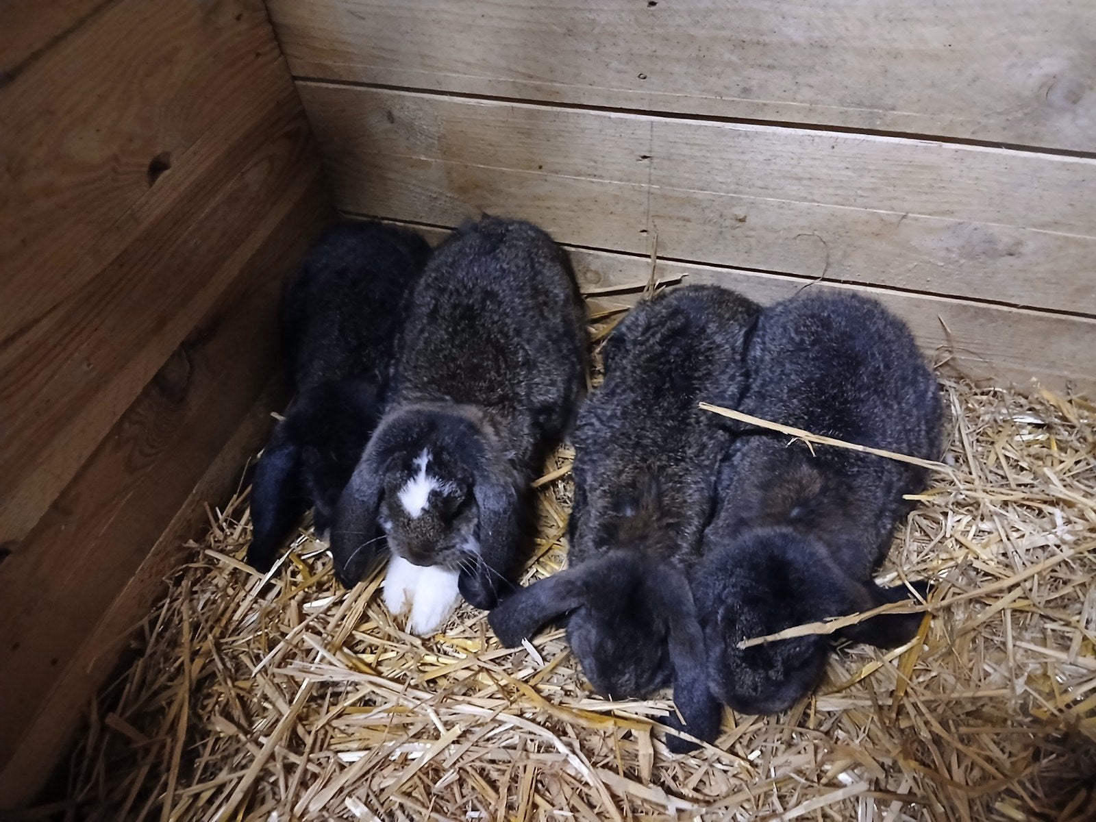Franse Hangoor konijnen, Meerdere dieren, Groot, Hangoor, 0 tot 2 jaar