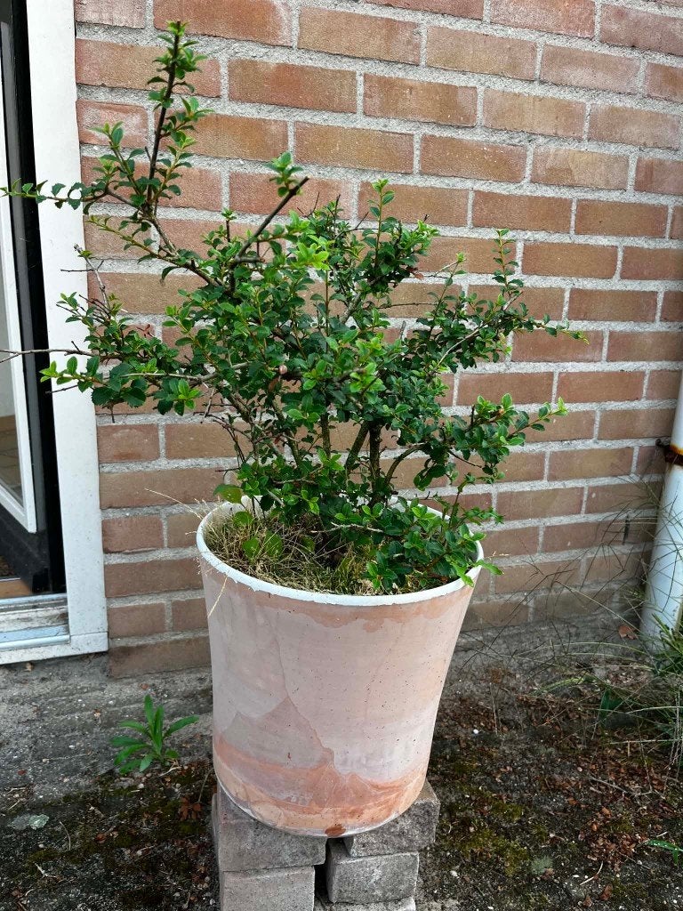 Osmanthus delavayi (Schijnhulst) in Pot - ca. 40 cm Hoog, Vaste plant, Halfschaduw, Lente, Ophalen
