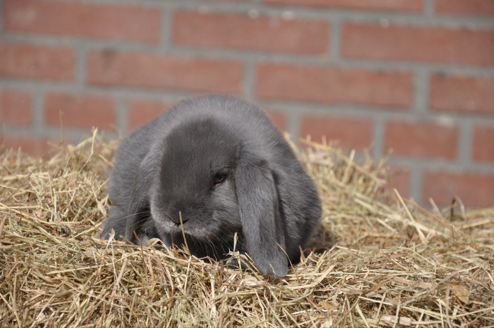 jonge Nederlandse hangoor dwerg voedster blauw NHD, Dieren en Toebehoren, Konijnen, Vrouwelijk, Dwerg, Hangoor, 0 tot 2 jaar