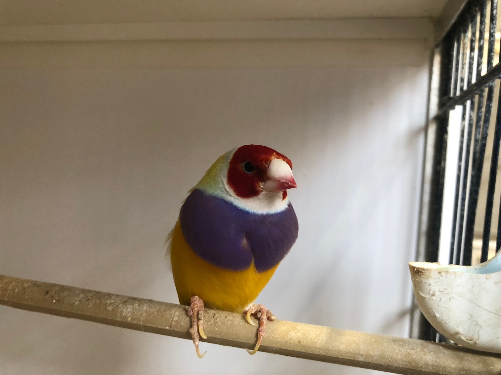 Div aan volière vogels, Meerdere dieren