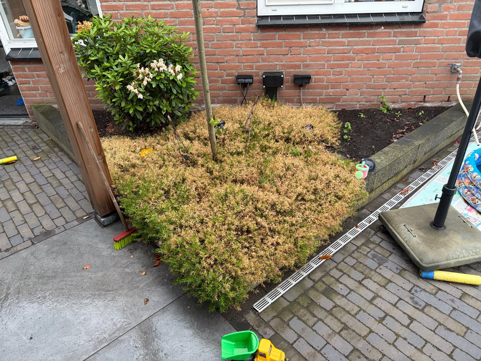 Zwarte grond, ca. 2,5m³ (eventueel inclusief planten), Ophalen, Gebruikt, Overige typen