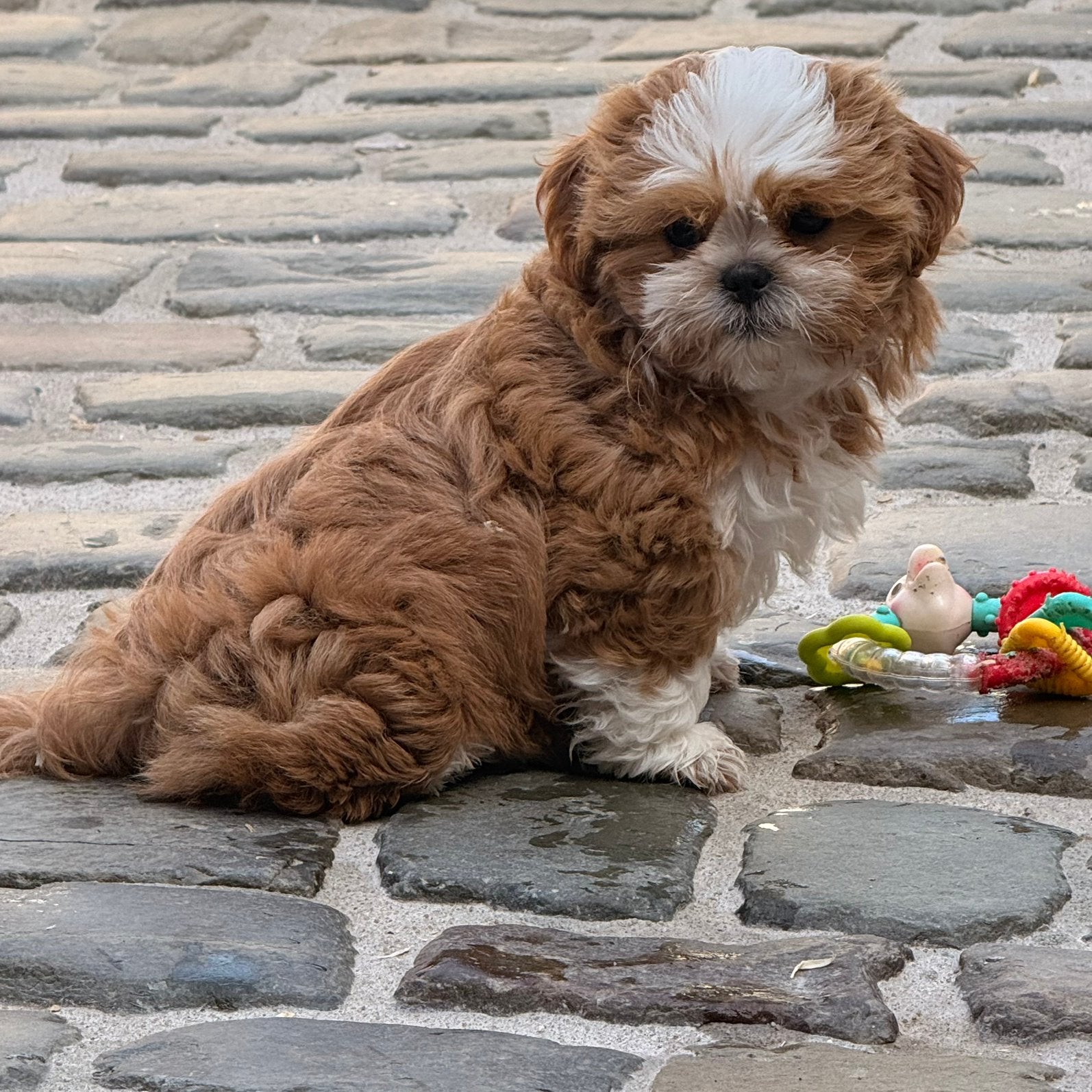Lhasa apso pups, Dieren en Toebehoren, Honden | Chihuahua's en Gezelschapshonden, Parvo, Nederland, Overige rassen, 8 tot 15 weken