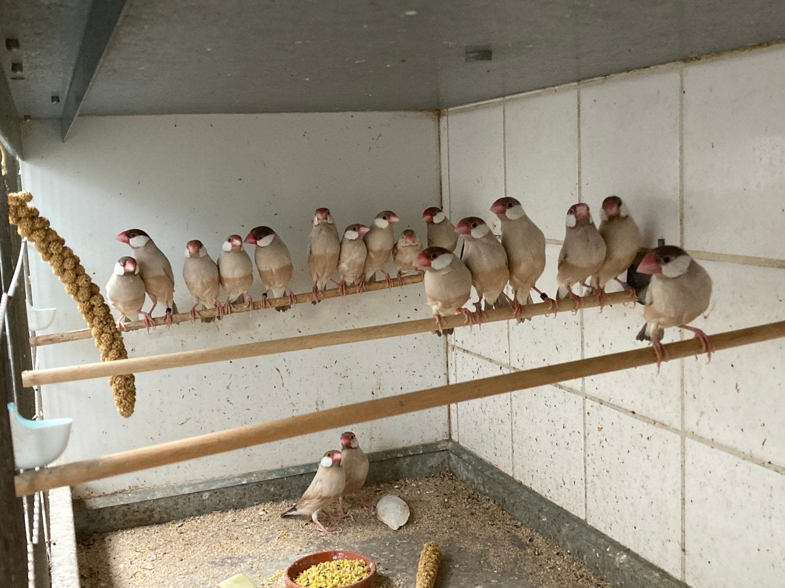 Vogelmarkt Hardenberg, Meerdere dieren