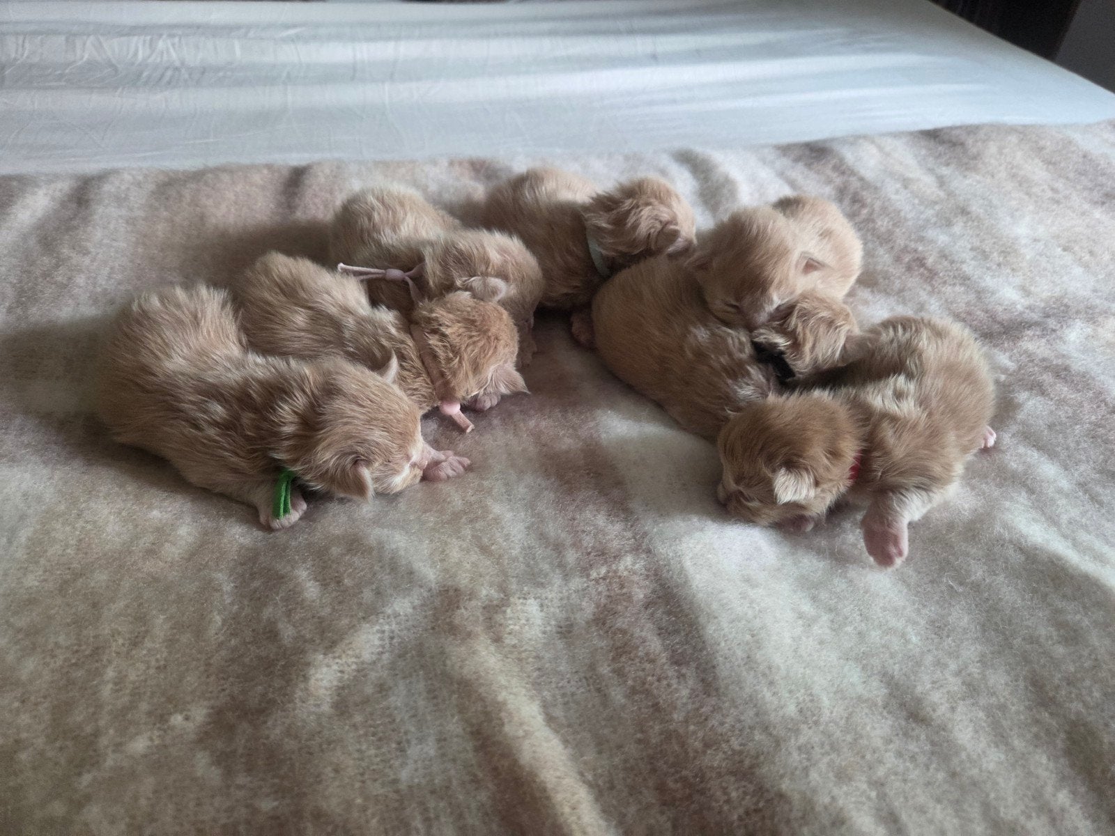 Zeer grote maincoon kittens main coon, Meerdere dieren, Gechipt