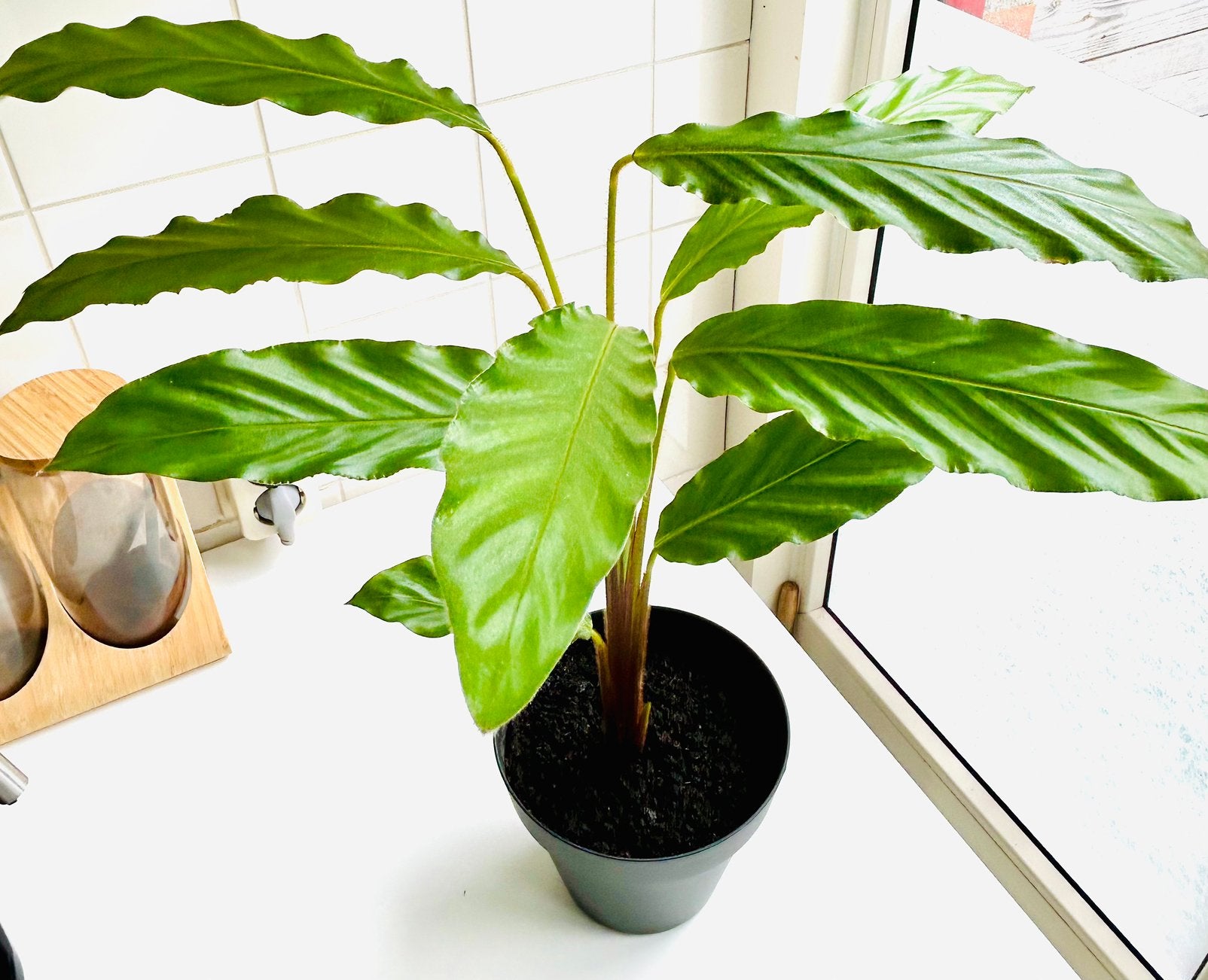 Jonge eigen kweek Calathea Rufibarba, in pot van 16x14cm, Huis en Inrichting, Ophalen, Overige soorten, Halfschaduw, In pot