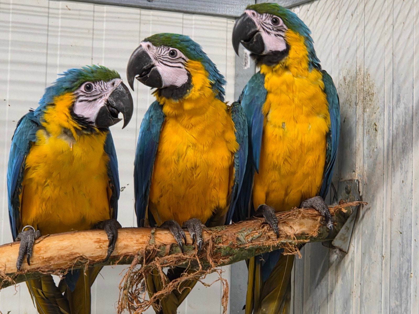1 man en 2 poppen Blauwgele ara, Dieren en Toebehoren, Meerdere dieren, Papegaai, Geringd