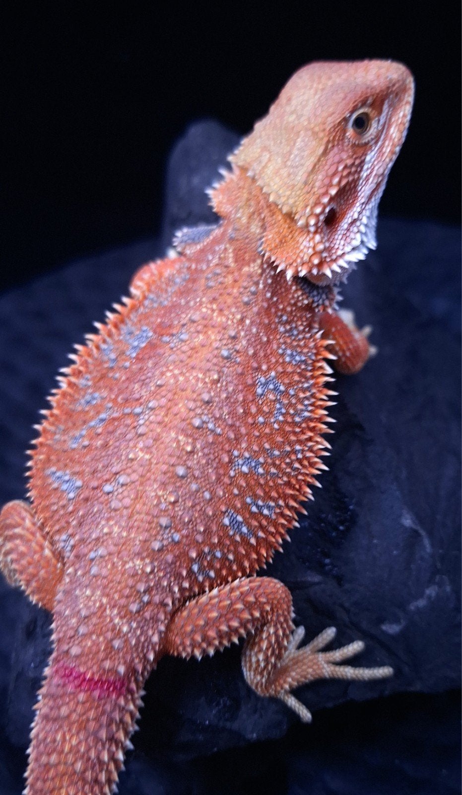 Baardagaam Vrouwen Red Hypo Blue Bar

Red Hypo
Re Bearded Dragon photo 9