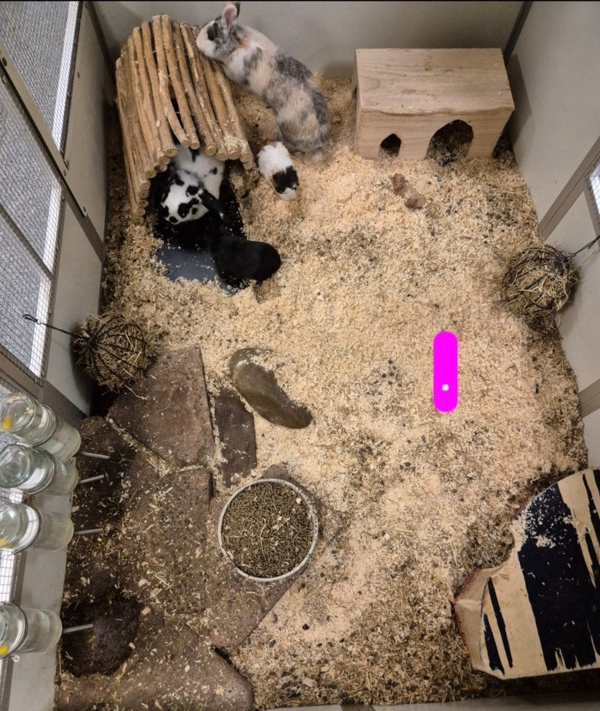 Oryctolagus cuniculus Dwergkonijn, Vrouwelijk, Dwerg, 0 tot 2 jaar