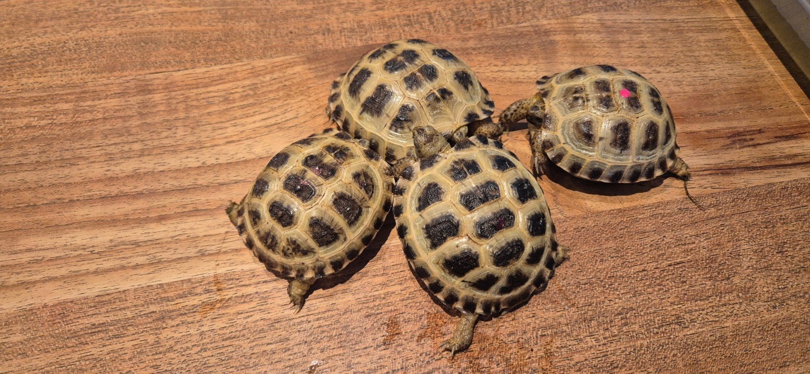 Russische vierteenschildpad, Dieren en Toebehoren, 0 tot 2 jaar