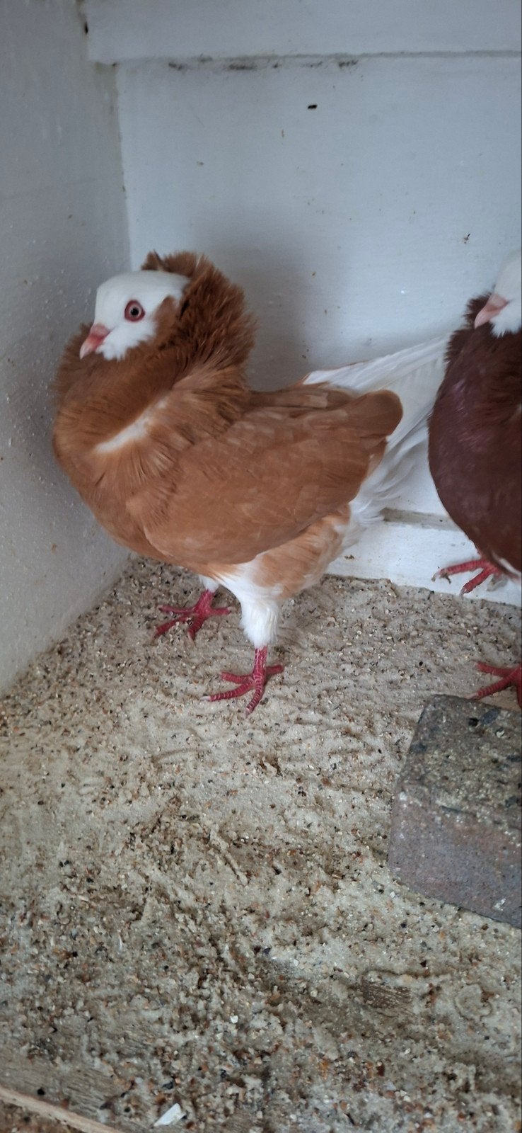 te koop sierduiven Oudhollands kapucijnen duiven, Dieren en Toebehoren, Mannelijk, Overige soorten