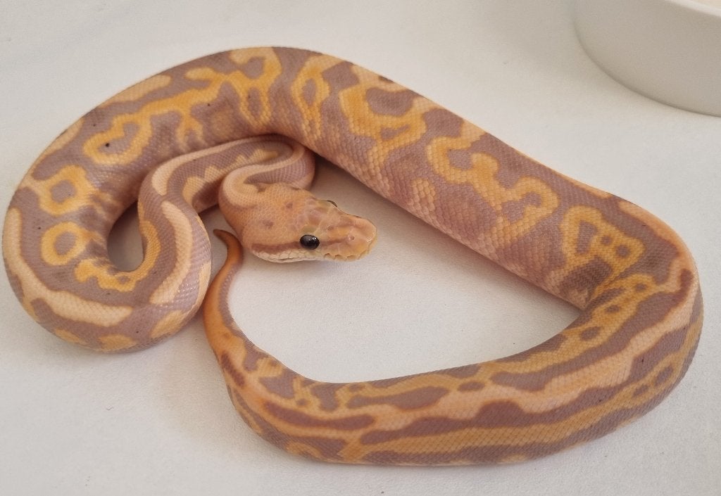 1.0 banana black pastel leo spotnose od het clown 66% pied Ball Python - male for sale from Snakesnballoons