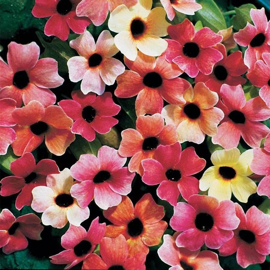 Blushing Susie Thunbergia Bloemen zaadjes,, Verzenden, Volle zon, Zaad