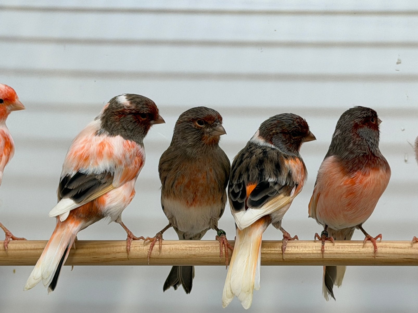 Forse kwalite Kanarie Kleur Kanaries, Meerdere dieren, Kleurkanarie
