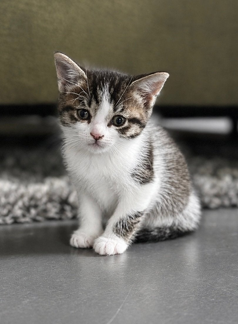 Lieve kittens zoeken een gouden mandje, Meerdere dieren, Kortharig, 0 tot 2 jaar