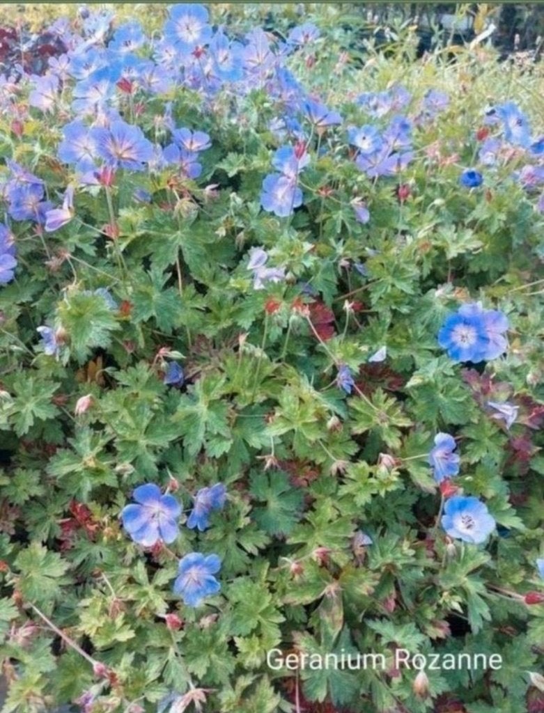 Geranium Rozanne, Tuin en Terras, Ophalen, Bodembedekkers, Volle zon, Vaste plant