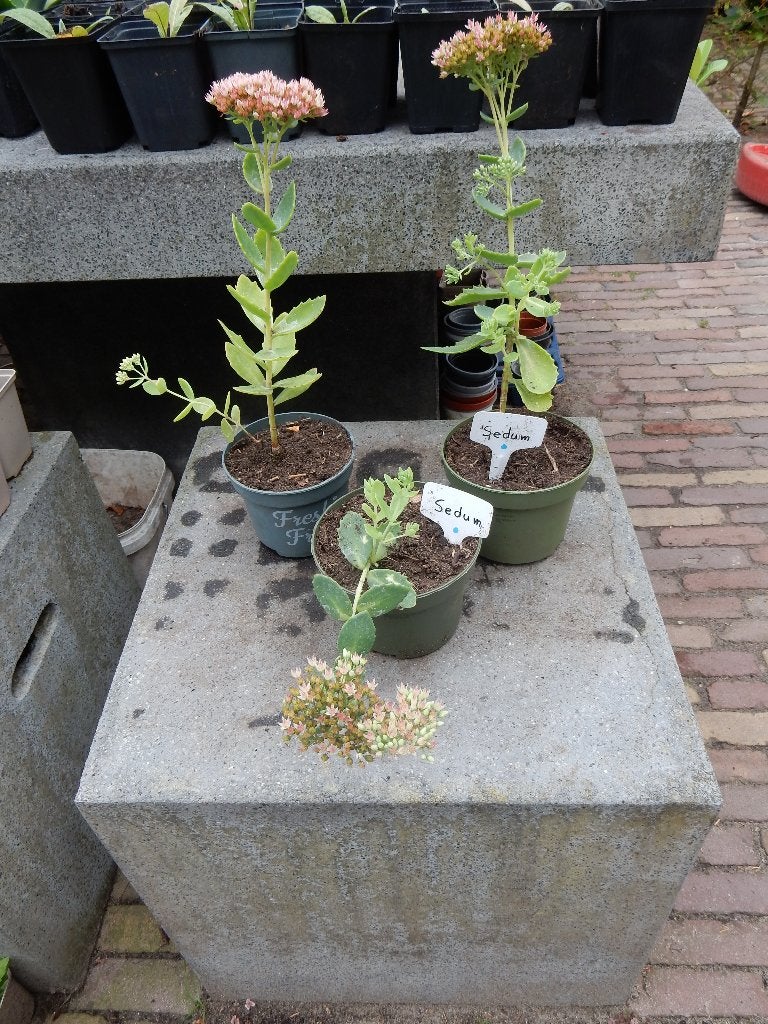 SEDUM ( HOOG), Tuin en Terras, Ophalen, Bodembedekkers, Vaste plant, Halfschaduw