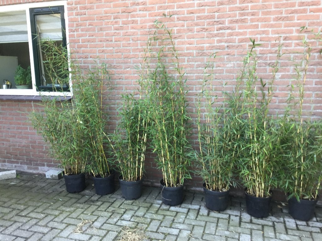 Fargesia Robusta Campbell, niet woekerende bamboe!!!, Ophalen, Bamboe, Haag, 100 tot 250 cm