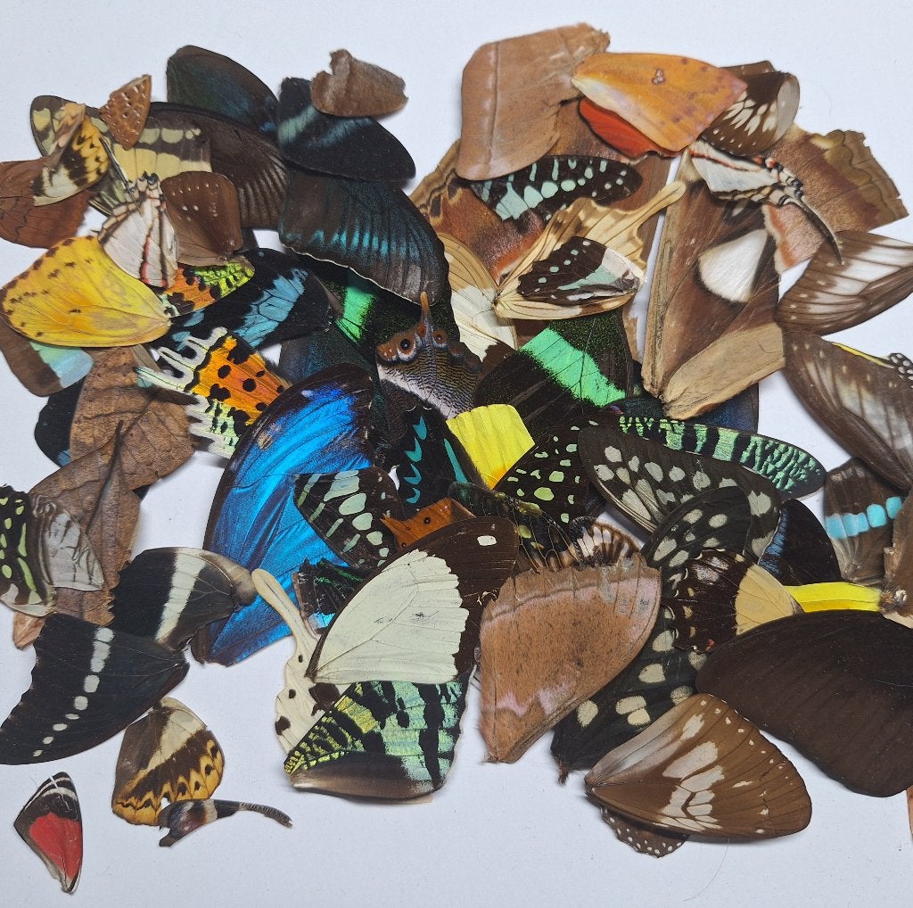 losse vlinder vleugels voor kunst of hobby, Verzamelen, Dierenverzamelingen, Ophalen of Verzenden, Nieuw, Insect, Opgezet dier