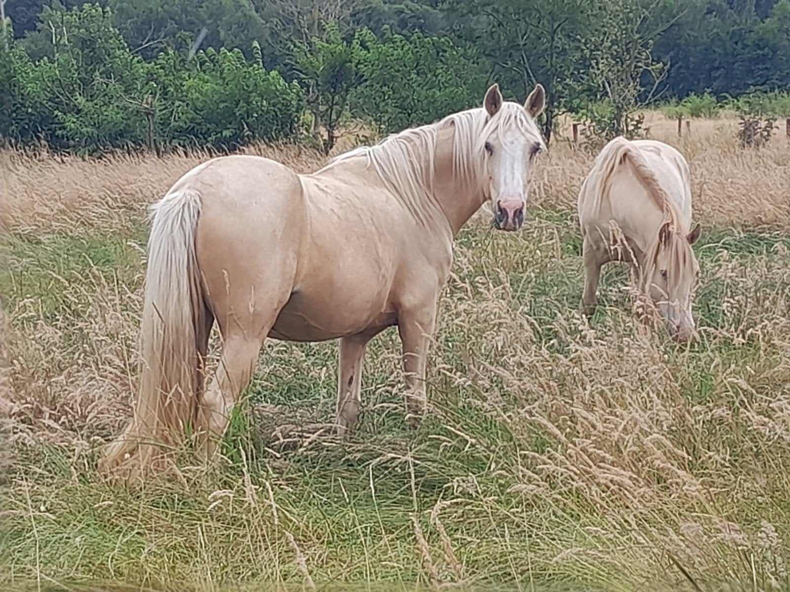Rocky Mountain horse te lease of te koop, Dieren en Toebehoren, Paarden, Merrie, Recreatiepaard