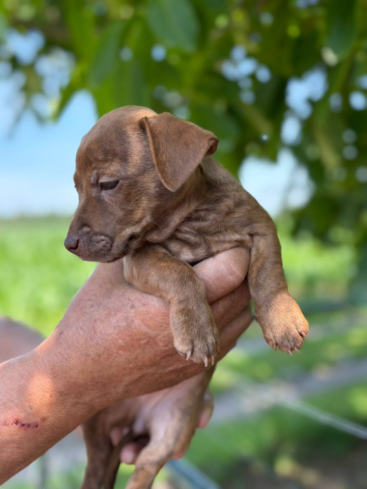 Prachtige Jack Russel pups te koop, Dieren en Toebehoren, Parvo, Jack Russell Terriër, 8 tot 15 weken, Meerdere