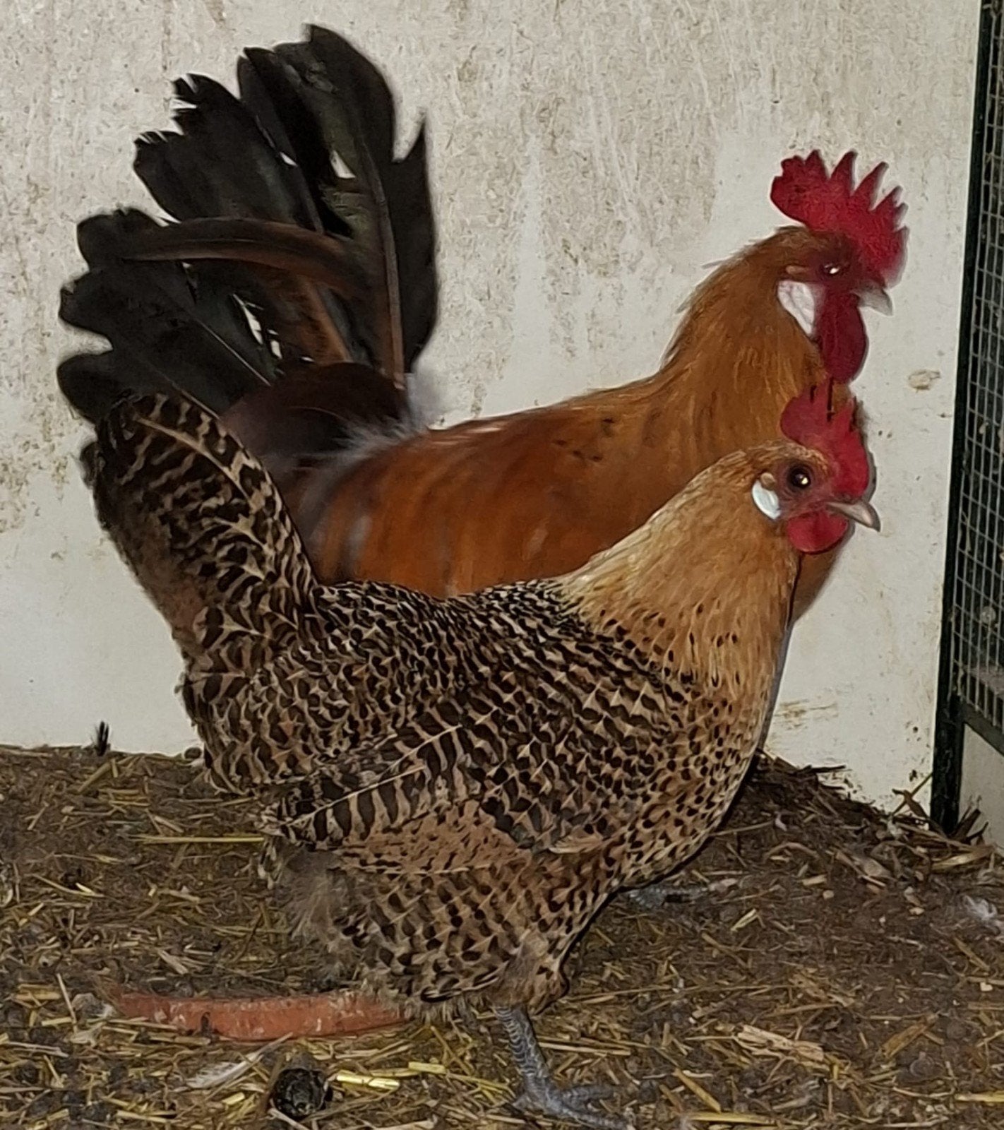 mooie goudpellen, Dieren en Toebehoren, Mannelijk, Kip