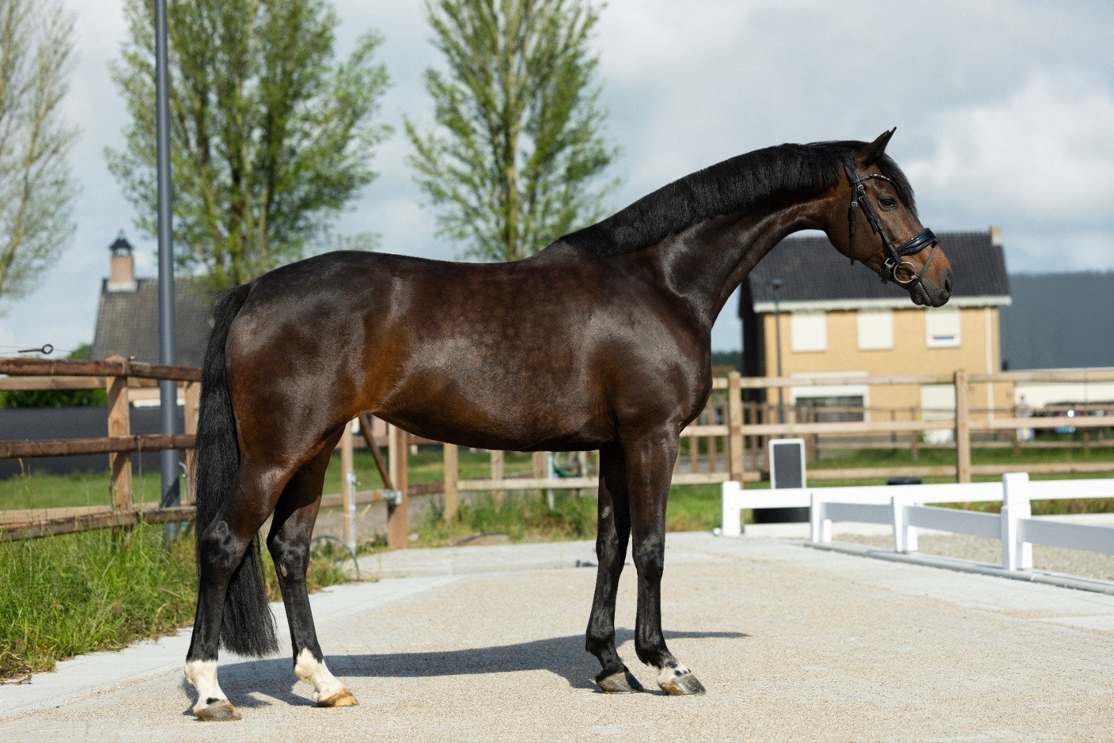 Merrie, Just wimphof 2019, Merrie, Met stamboom, Dressuurpaard, L
