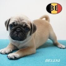 Mops pups , Belgische nestjes, Dieren en Toebehoren, Honden | Chihuahua's en Gezelschapshonden, Parvo, België, 8 tot 15 weken