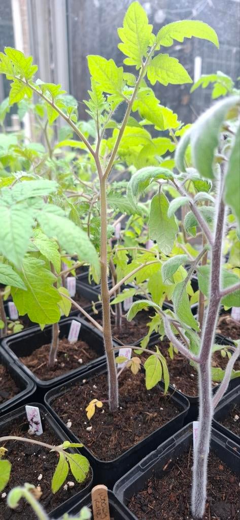 Tomatenplantjes - Diverse soorten, Tuin en Terras, Ophalen of Verzenden, Eenjarig, Groenteplanten, Volle zon