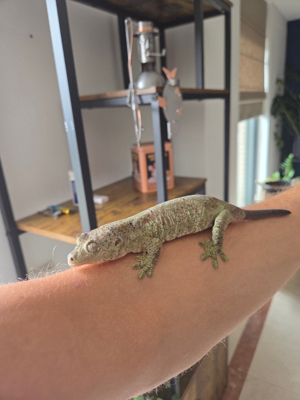 Mainland Chahoua gekko vrouw. Met terrarium, Dieren en Toebehoren, Hagedis, Met terrarium, 3 tot 6 jaar