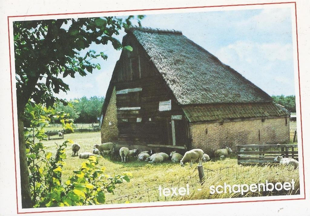 Texel Schapenboet Ongelopen Ansichtkaart ( B101), Ophalen of Verzenden, 1980 tot heden, Ongelopen, Waddeneilanden