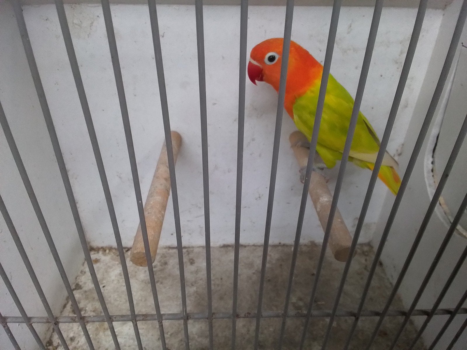 opaline ficheri van 2026, Mannelijk, Dwergpapegaai of Agapornis