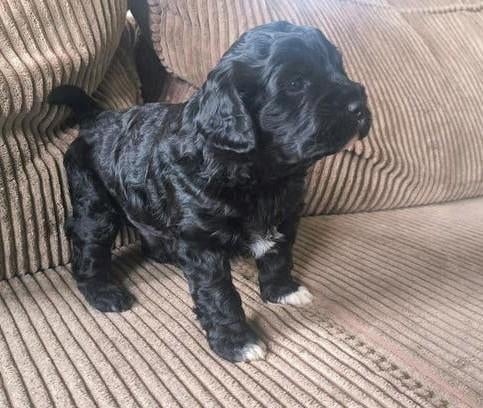 2 prachtige Lagotto Romagnolo puppy's, Overige rassen, 8 tot 15 weken, Meerdere, Meerdere dieren