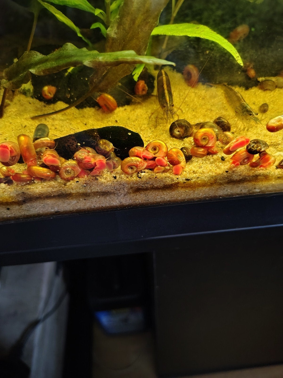 Rode posthoornslakjes gratis, Dieren en Toebehoren, Vis