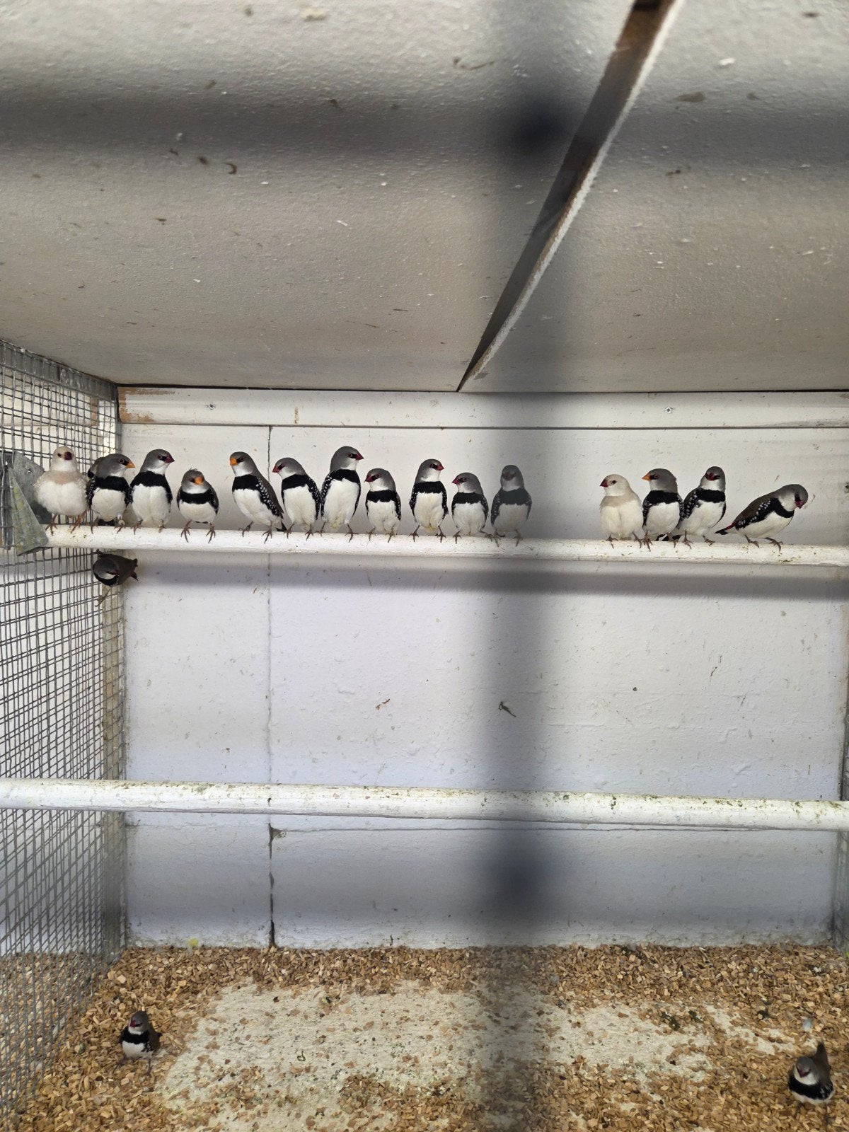 Diamant vinken, Dieren en Toebehoren, Vogels | Overige Vogels, Meerdere dieren