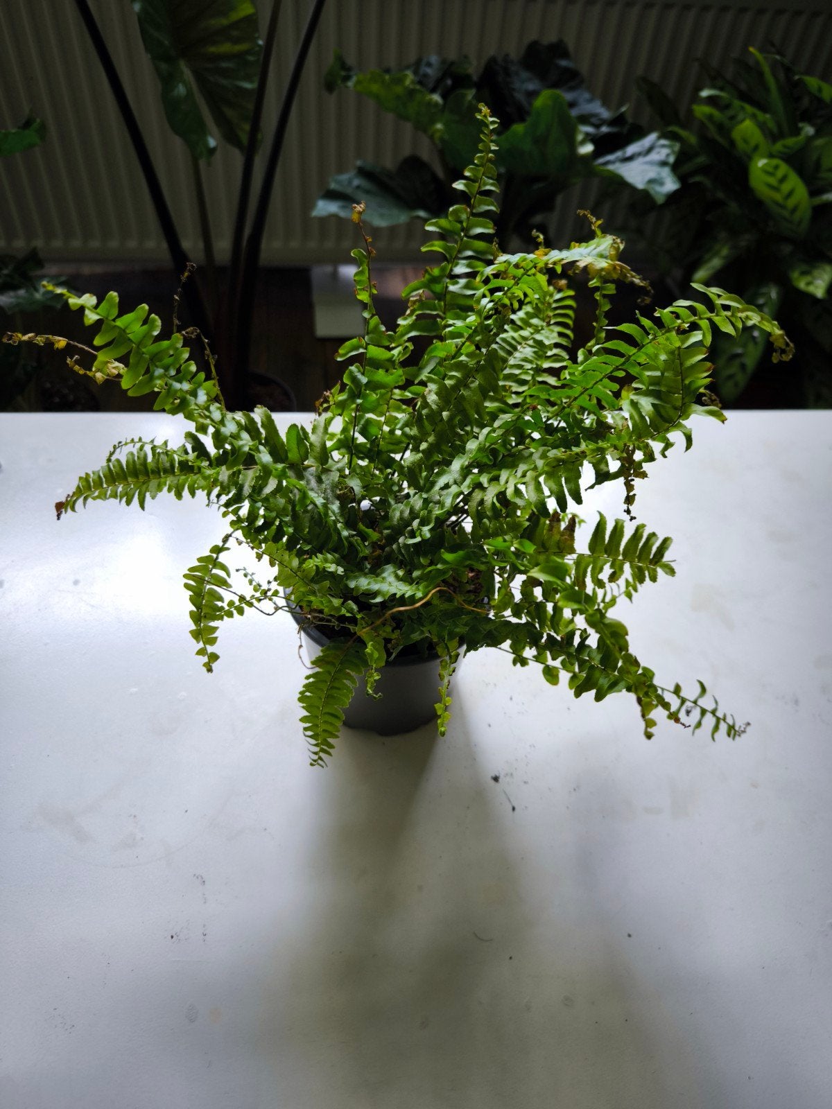 Mooie groene varen in pot, Huis en Inrichting, Kamerplanten, Ophalen of Verzenden