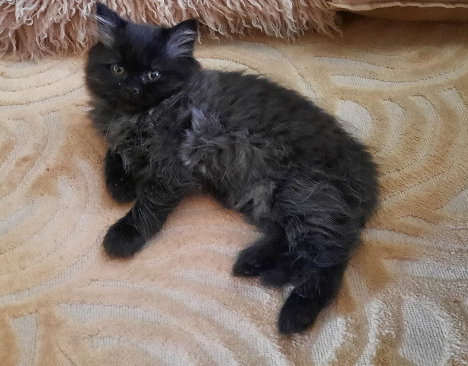 Te koop prachtige britse korthaar en langhaar kittens!, Dieren en Toebehoren, Katten en Kittens | Raskatten | Korthaar, Meerdere dieren