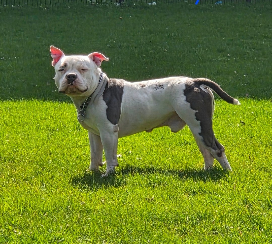 american bully exotic, Reu, 1 tot 2 jaar, Eén hond, Nederland