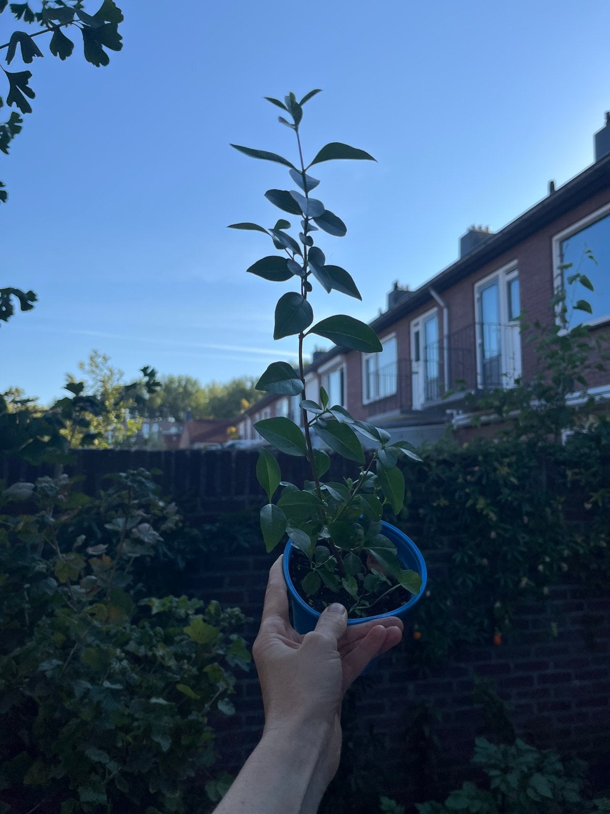 Liguster plantje - Ideaal voor haag of solitaire struik, Volle zon, Vaste plant, Zomer, Ophalen
