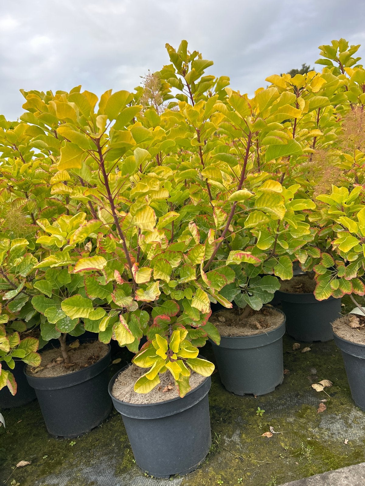 Pruikenboom 'Golden Lady' in 5 liter pot, Volle zon, Vaste plant, Zomer, Ophalen