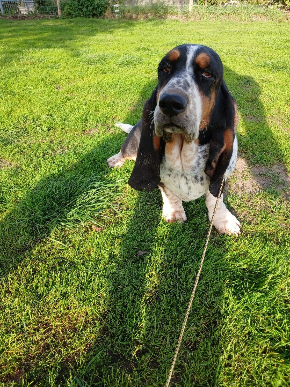 basset, Overige rassen, 1 tot 2 jaar, Teef, Eén hond