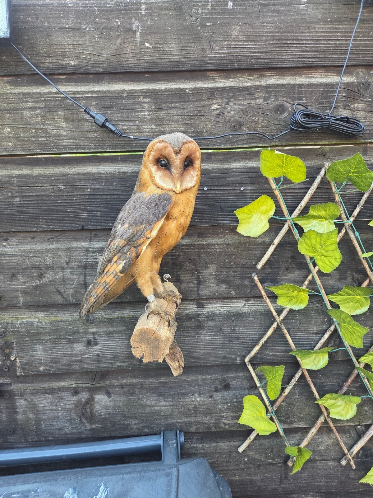 Opgezette uil taxidermie taxydermie dierenverzameling, Verzamelen, Dierenverzamelingen, Ophalen, Gebruikt, Vogel, Opgezet dier