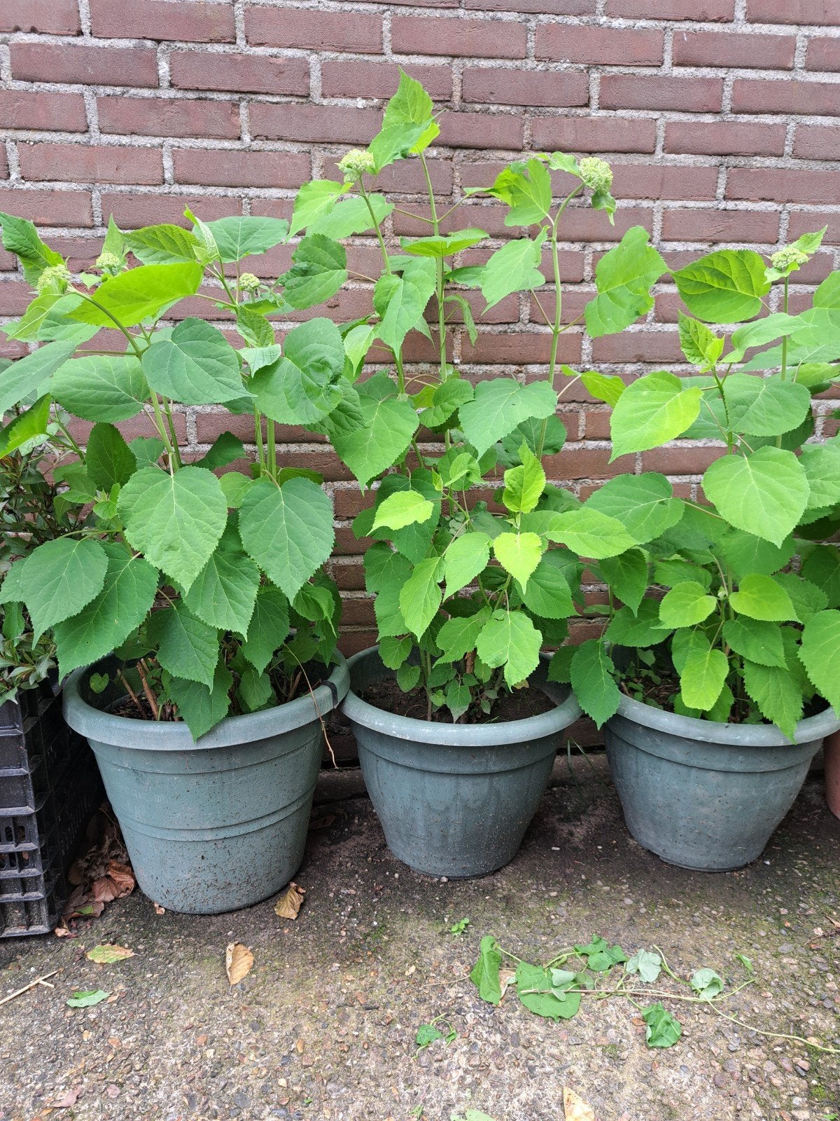 Grote Hortensia Annabel planten in pot - prachtige bloemen, Overige soorten, Vaste plant, Ophalen of Verzenden, Halfschaduw