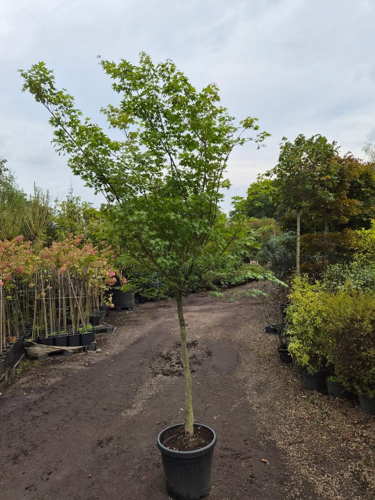 Acer Palmatum op stam - Japanse Esdoorn, Halfschaduw, Overige soorten, Lente, 100 tot 250 cm