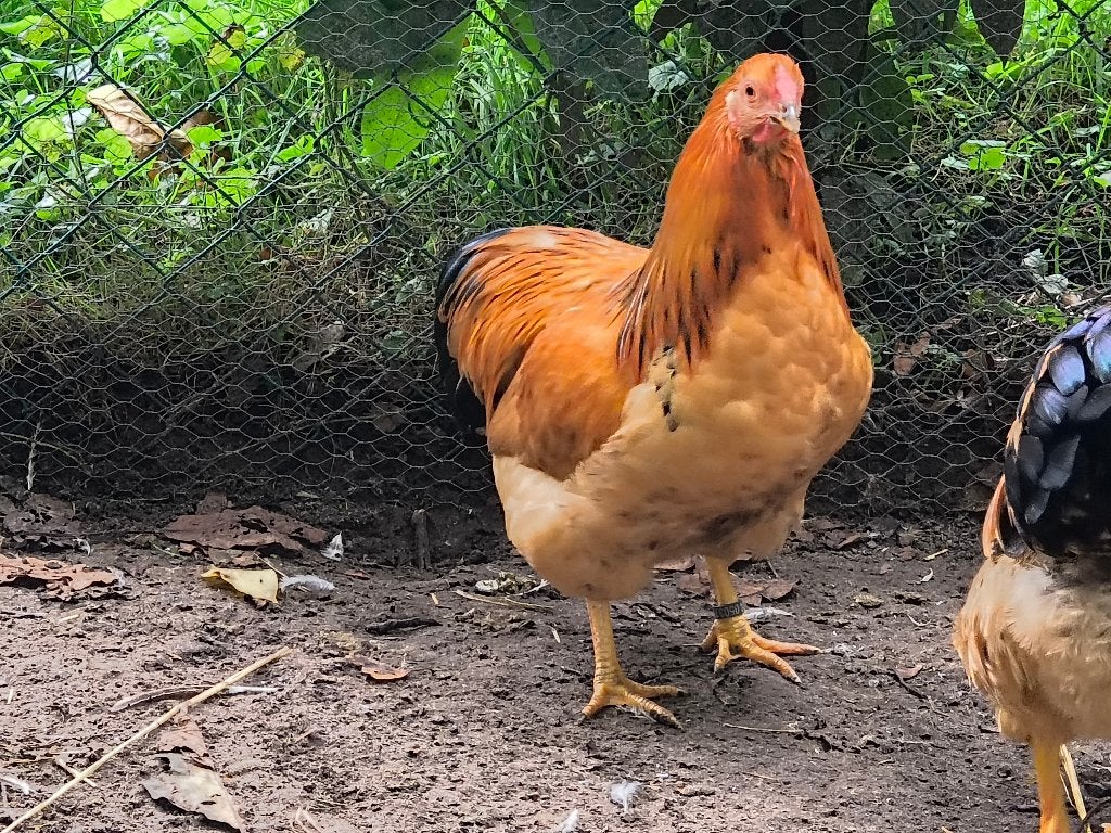 Trio Wyandotte kriel buff zwart columbia, Meerdere dieren, Kip