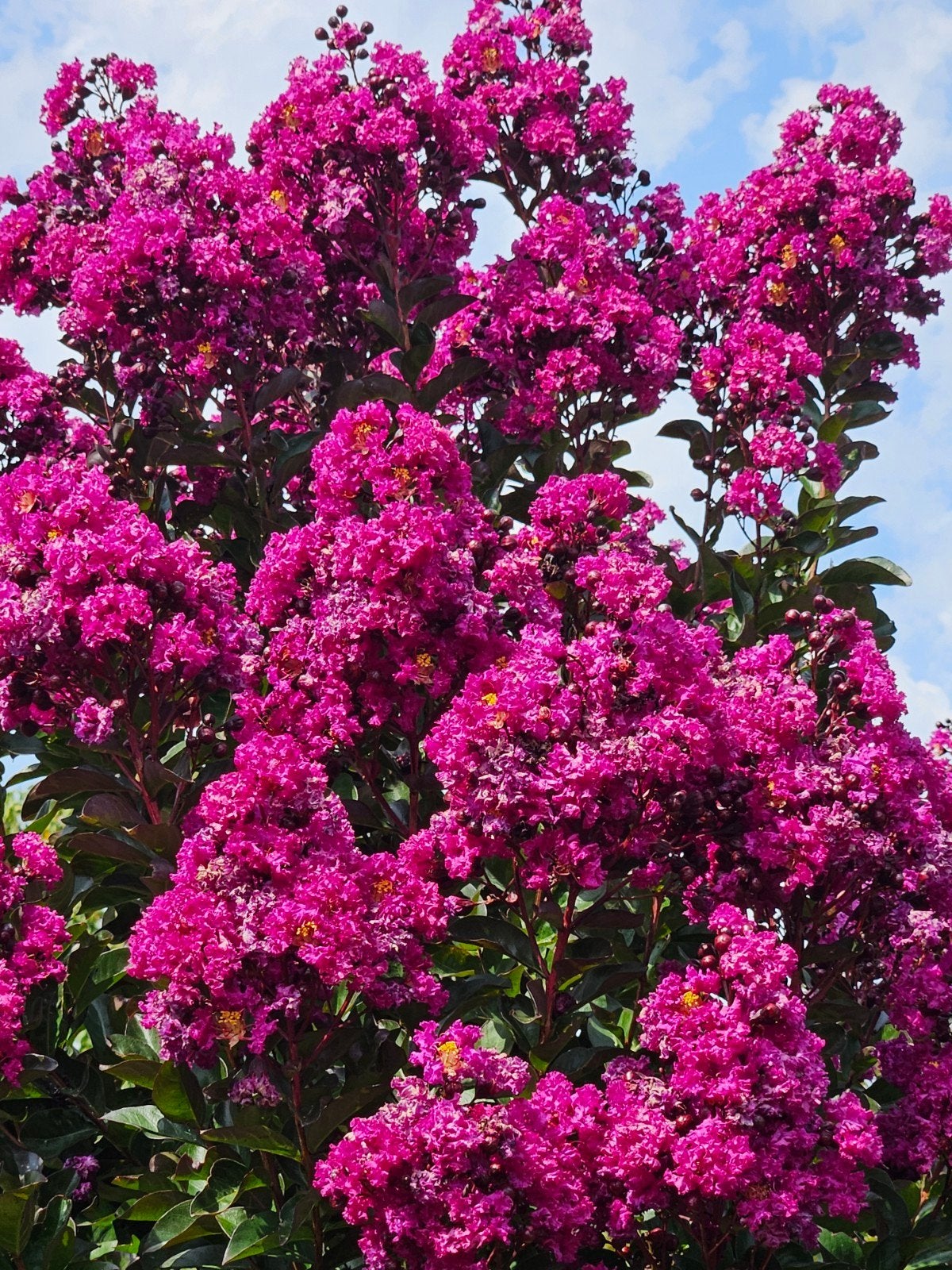 Lagerstroemia Rapsody in blue / mooie volle struiken ‼️‼️, Tuin en Terras, Planten | Bomen, 250 tot 400 cm, Zomer, Ophalen, Volle zon