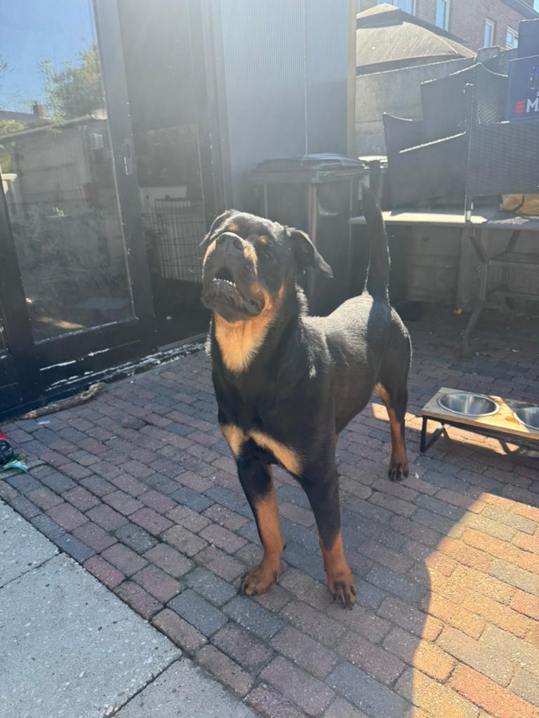 Rottweiler teef 14 maanden, Dieren en Toebehoren, Honden | Bulldogs, Pinschers en Molossers, 15 weken tot 1 jaar, Teef, Parvo