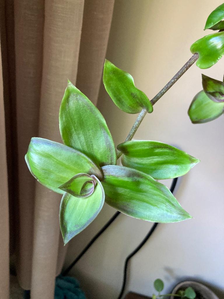 Dragon Tail (Callisia Soconuscensis), Ophalen of Verzenden, Halfschaduw, Minder dan 100 cm