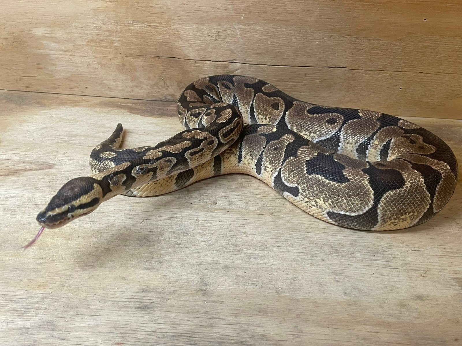 Koningspython vrouw enchi 2023, Dieren en Toebehoren, Reptielen en Amfibieën, Slang, Tam, 3 tot 6 jaar