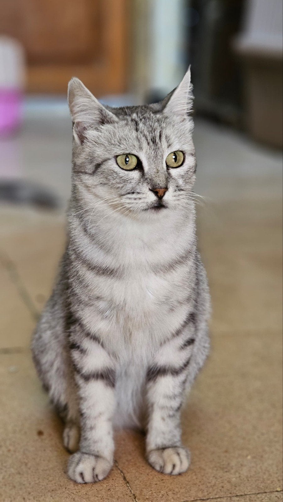 prachtige sofi zoekt een baasje, Poes