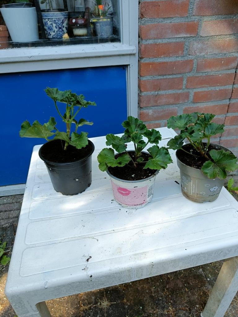 Geraniums (staand) - Roze, Volle zon, Eenjarig, Zomer, Ophalen